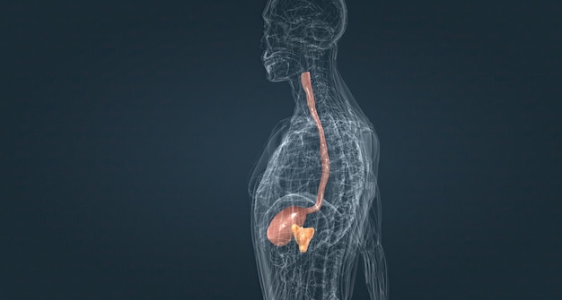 L'œsophage est une structure tubaire et l'estomac est relié par un sac