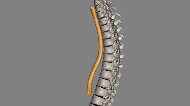 L'œsophage est le tube musculaire creux qui fait passer la nourriture et les liquides de la gorge à l'estomac.