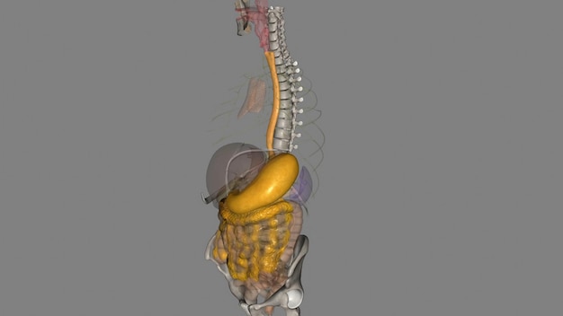 Photo l'œsophage est le tube musculaire creux qui fait passer la nourriture et les liquides de la gorge à l'estomac.