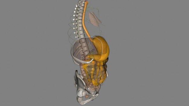 L'œsophage est le tube musculaire creux qui fait passer la nourriture et les liquides de la gorge à l'estomac.