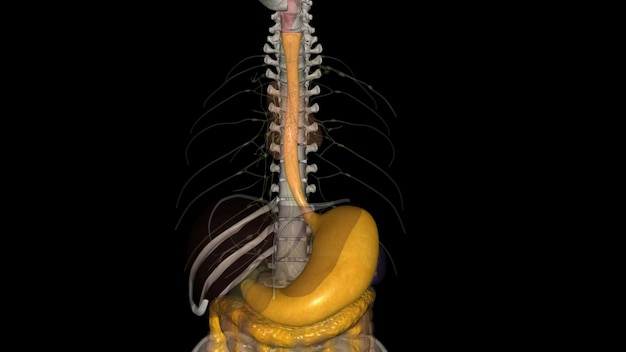 Photo l'œsophage est le tube musculaire creux qui fait passer la nourriture et les liquides de la gorge à l'estomac.