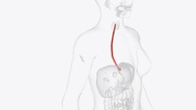 Photo l'œsophage est le tube musculaire creux qui fait passer la nourriture et les liquides de la gorge à l'estomac.
