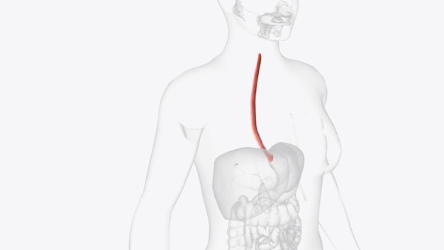 Photo l'œsophage est le tube musculaire creux qui fait passer la nourriture et les liquides de la gorge à l'estomac.