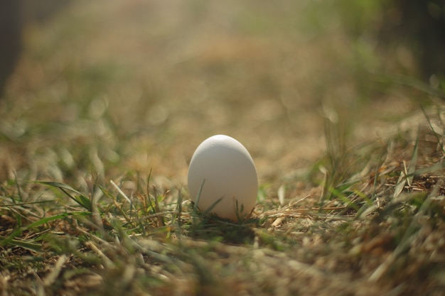 Oeuf blanc se dresse sur l&#39;herbe sèche