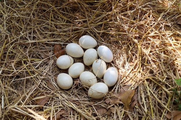 Oeuf de dinde blanche de groupe sur nid de foin dans le jardin en Thaïlande