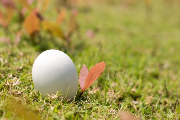 oeuf sur l&#39;herbe du concept de Pâques