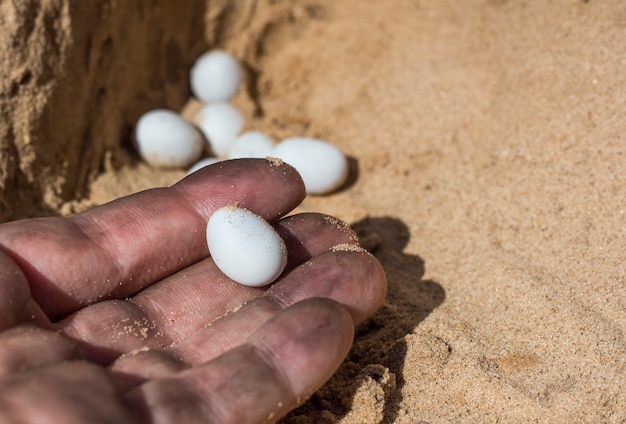 Un œuf de lézard blanc dans la main d'un ouvrier, trouvé dans du sable jaune en plein soleil.