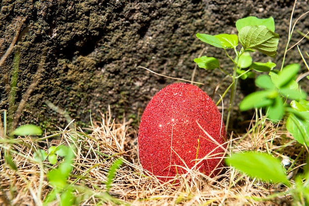 Oeuf de Pâques coloré sur l'herbe Joyeuses Pâques