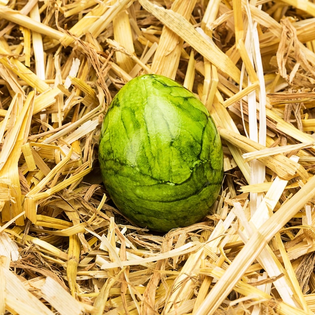 Un oeuf de pâques de couleur verte sur la paille. Pris en studio avec une marque 5D III.