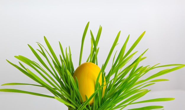 Un oeuf de Pâques jaune caché dans l'herbe verte fraîche