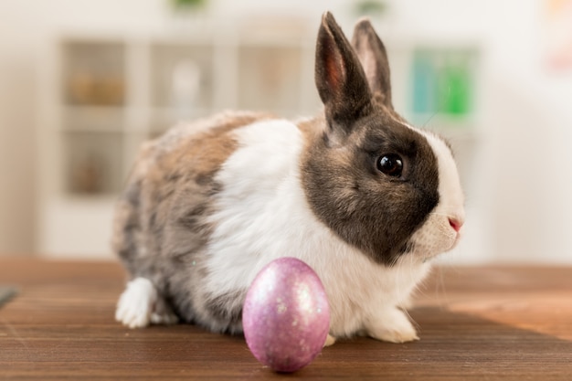 Oeuf de Pâques peint en violet clair et mignon lapin blanc et brun assis sur une table en bois