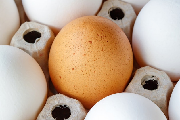 Oeuf de poule brun parmi les œufs blancs dans le bac en carton close-up