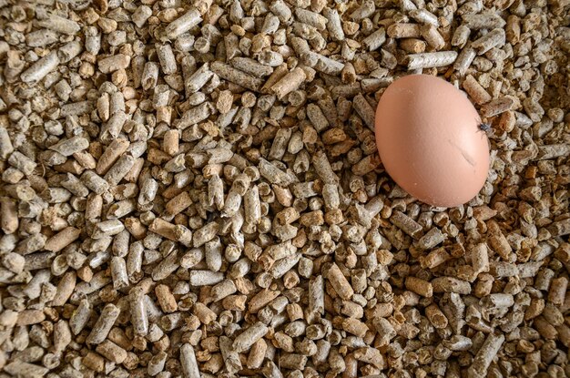 Oeuf de poule dans le bol pour nourrir les vaches dans une ferme laitière près de San Ramon Canelones Uruguay