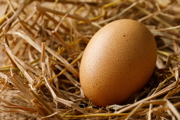 Photo Œuf de poule sur paille