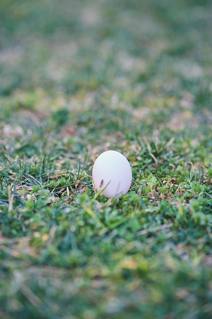 Un œuf se trouve dans l'herbe par une journée ensoleillée.