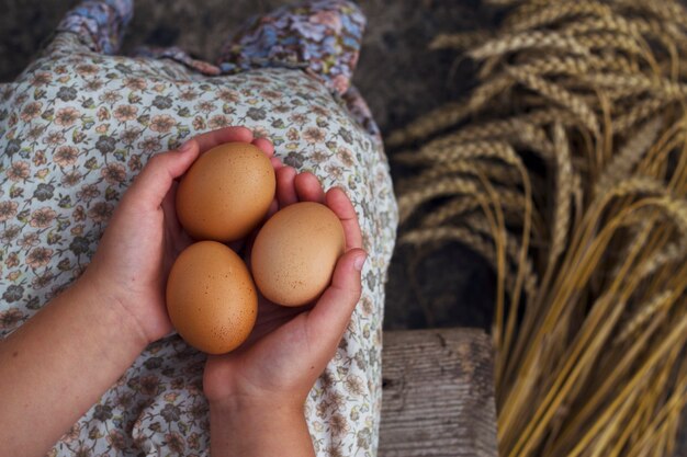 Oeufs biologiques dans les mains de l'enfant avec des épis de blé en arrière-plan