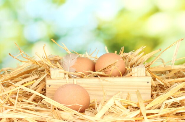 Oeufs bruns dans une boîte en bois sur de la paille sur fond vert