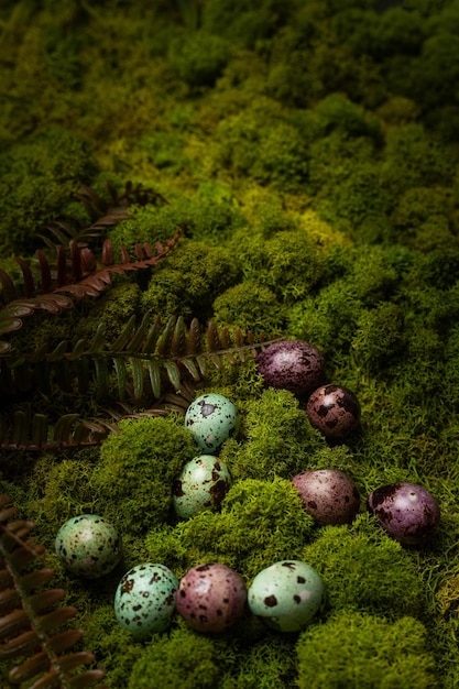 Oeufs de caille colorés en mousse verte pour Pâques