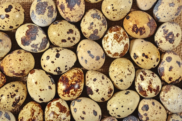 Oeufs de caille dans un fond de sac