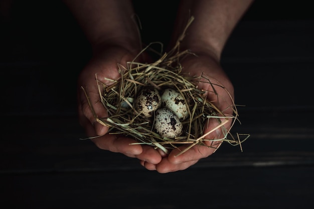 Oeufs de caille dans les mains