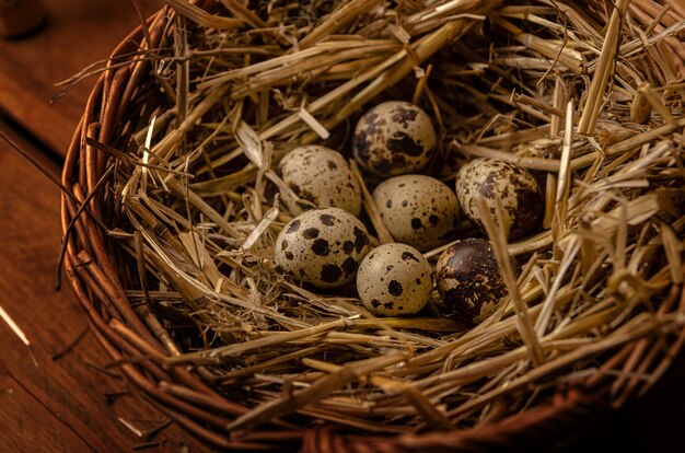 Oeufs de caille dans un nid fait de foin et panier en osier