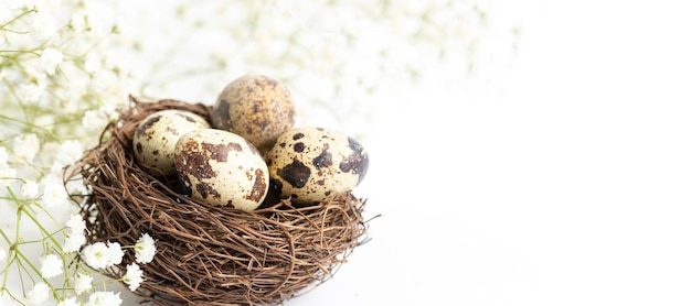 Oeufs de caille dans le nid avec des fleurs de gypsophile blanches sur fond blanc Bannière de Pâques de printemps Copiez l'espace Orientation horizontale Mise au point sélective