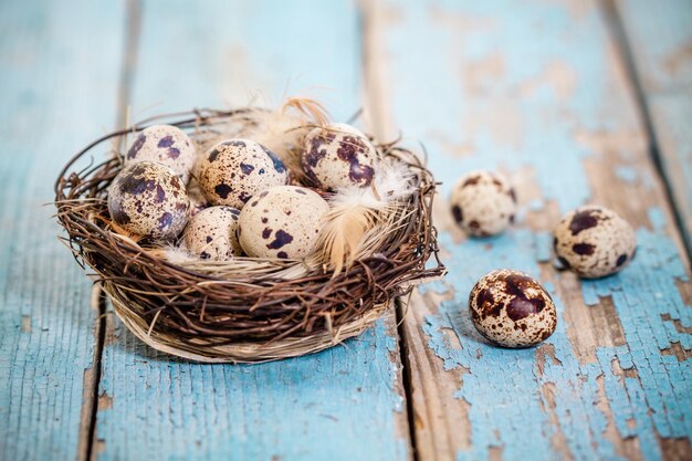 Oeufs de caille dans un nid sur un fond de bois rustique bleu