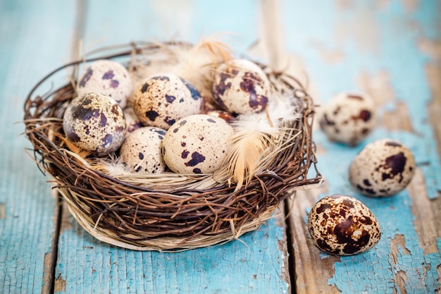 Oeufs de caille dans un nid sur un fond de bois rustique bleu