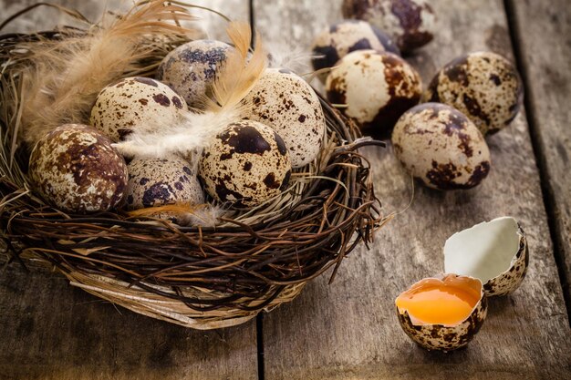 Oeufs de caille dans un nid sur un fond de bois rustique foncé