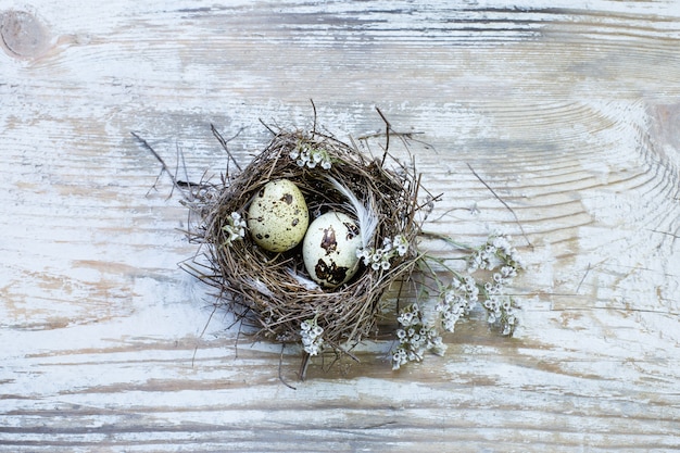 Oeufs de caille dans un nid d'oiseau sur un bois