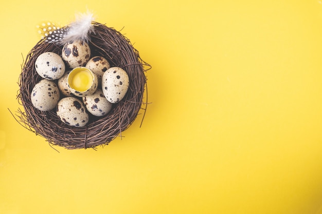 Oeufs de caille dans un nid d'oiseau avec plume sur fond jaune pastel