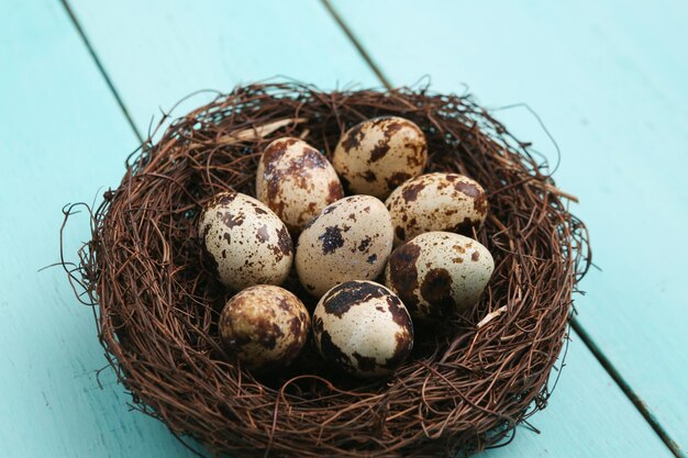 Oeufs de caille dans un nid sur une table en bois bleue Concept de Pâques