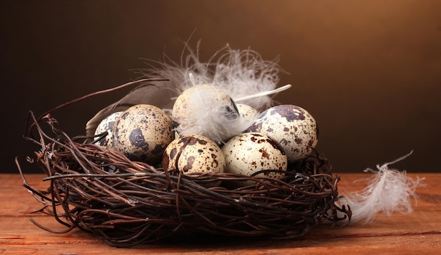 Oeufs de caille dans le nid sur une table en bois sur fond marron