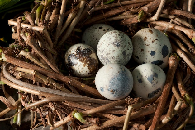 Oeufs de caille dans un nid