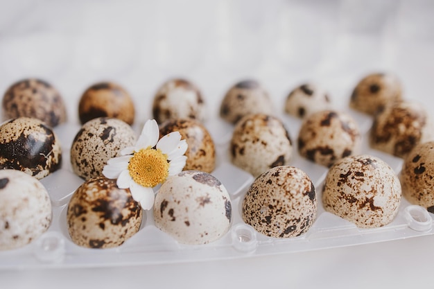 des œufs de caille dans un paquet sur un fond brillant pour Pâques