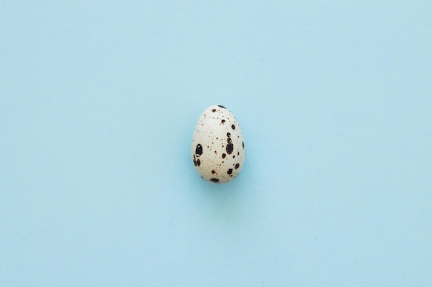 Oeufs de caille sur l'espace de copie de fond bleu clair