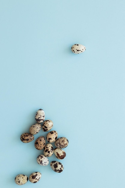 Oeufs de caille sur l'espace de copie de fond bleu clair