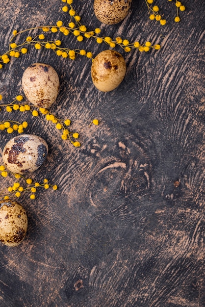 Oeufs de caille et fleurs de mimosa