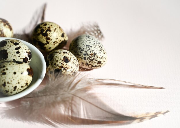 oeufs de caille sur fond clair encadrés de plumes de caille