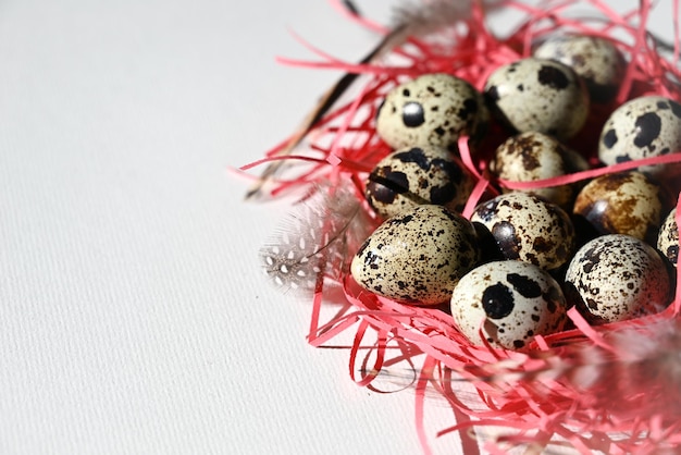 oeufs de caille sur fond clair encadrés de plumes de caille