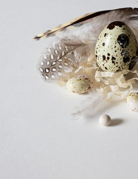 oeufs de caille sur fond clair encadrés de plumes de caille