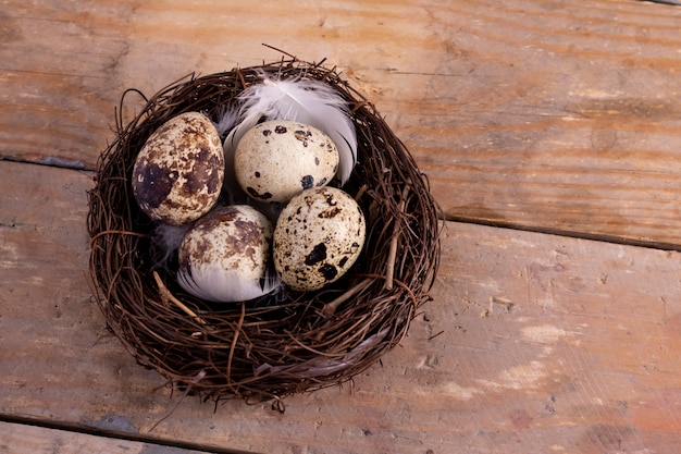 Oeufs de caille frais dans le nid.