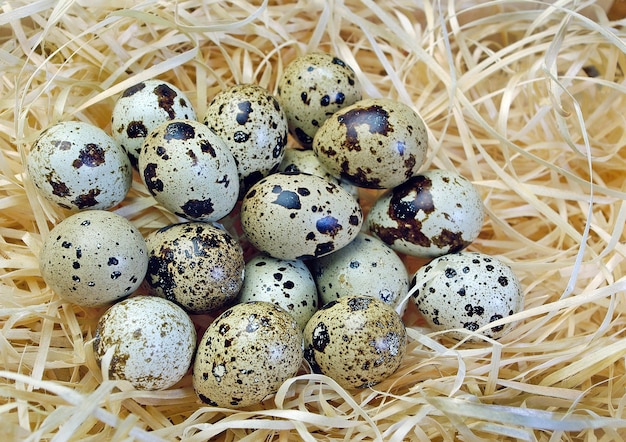 œufs de caille sur nourriture à base de paille