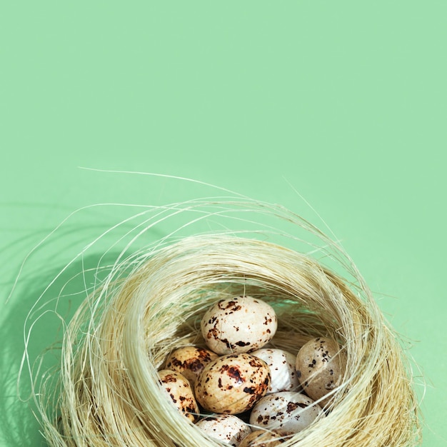 Oeufs de caille de Pâques de couleur beige dans un nid de paille vert clair Composition de Pâques au printemps avec du chocolat