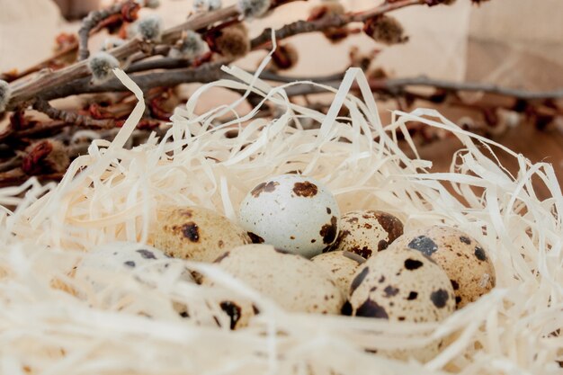 Oeufs de caille de Pâques dans le nid et la branche de saule sur un fond en bois