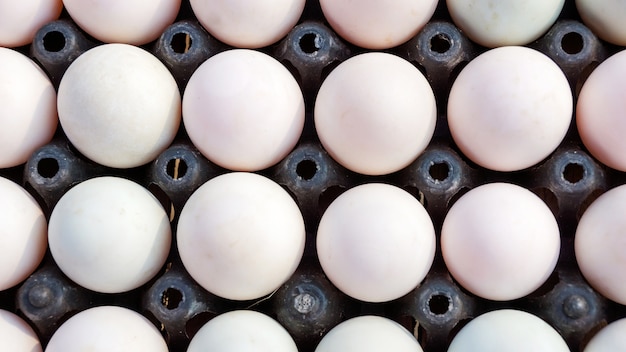 Oeufs de canard blancs dans un bac noir.