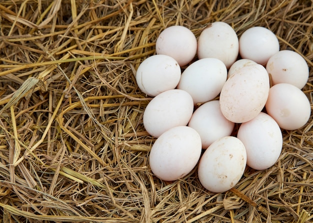 Oeufs de canard dans le poulailler. Gros plan des oeufs de canard.