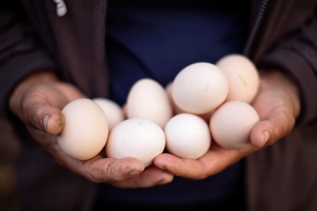 Oeufs dans les mains