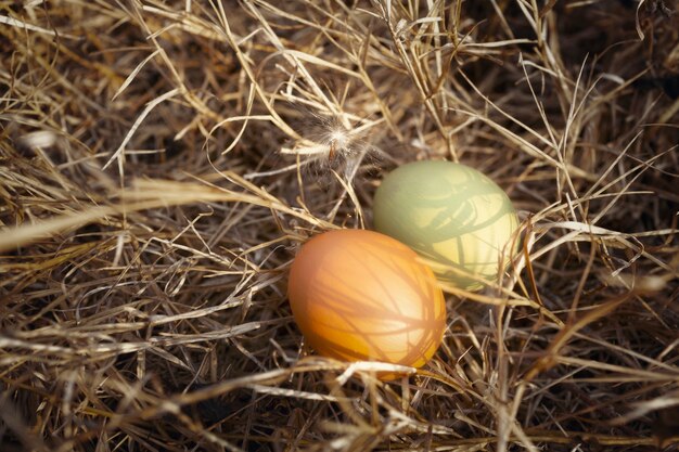 Oeufs dans la nature