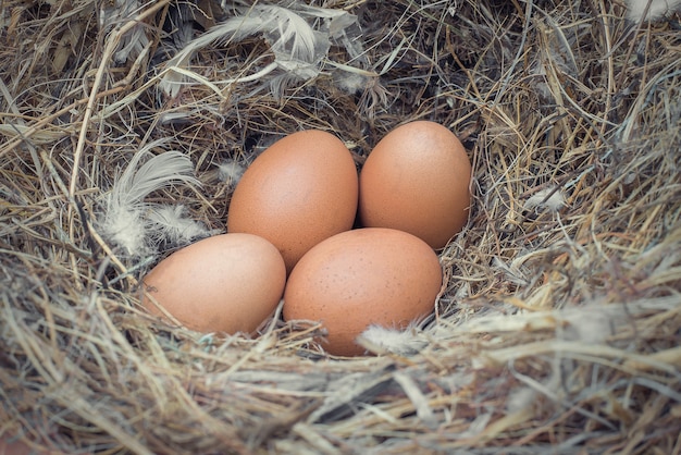 Oeufs dans un nid